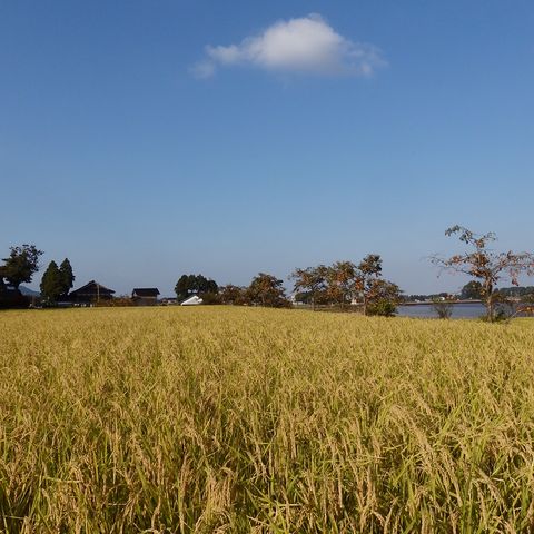 有限会社さくさく村